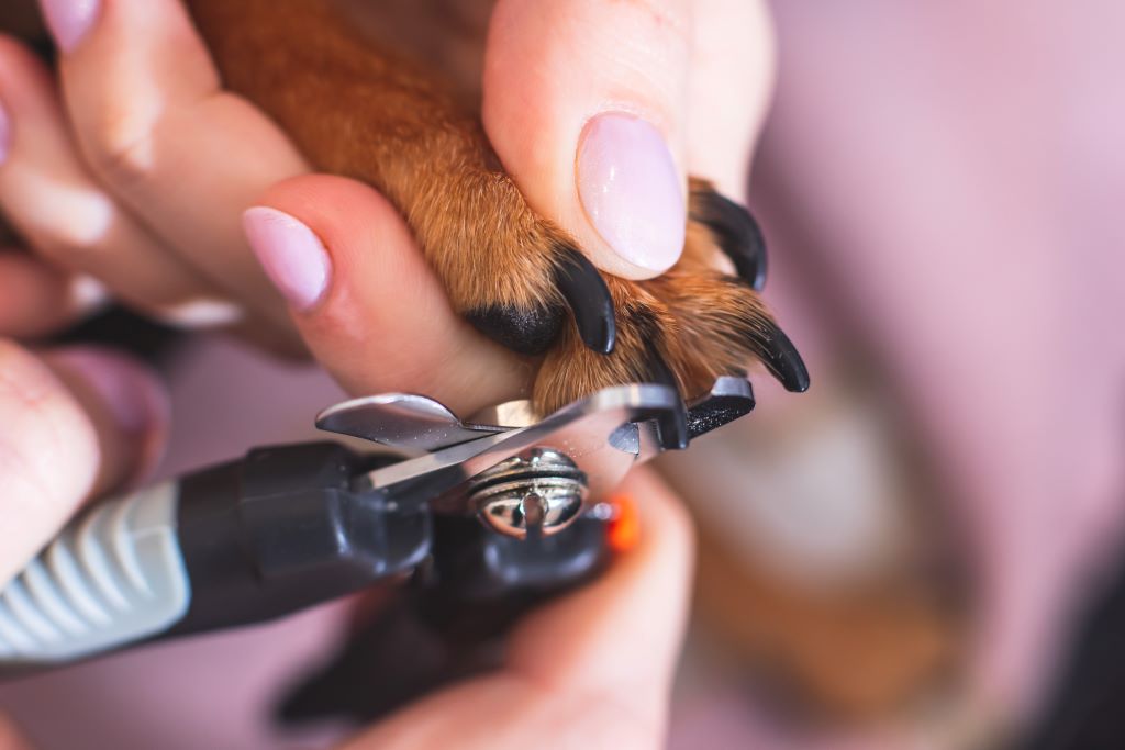 Foto ilustrando o serviço de Corte de Unhas